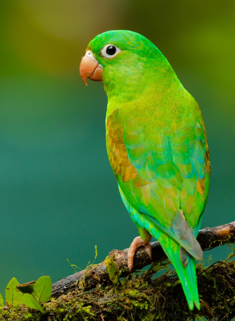 Colourful tropical parrot in the Port Douglas wildlife habitat